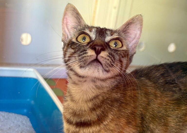 multimedia-foto94780-259-1