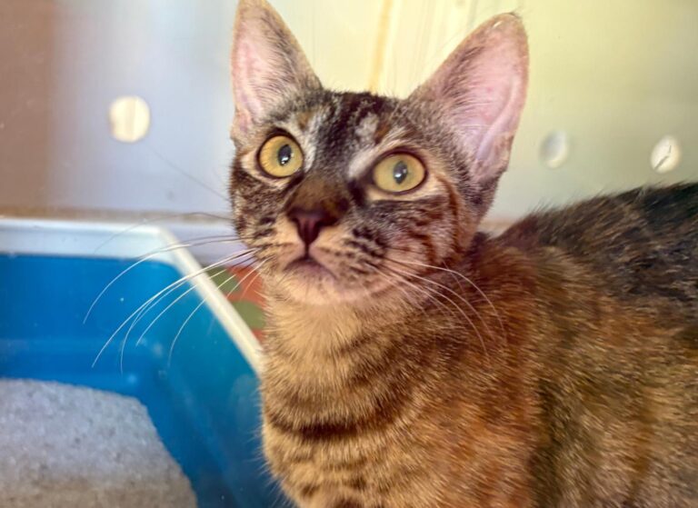 multimedia-foto94781-259-1