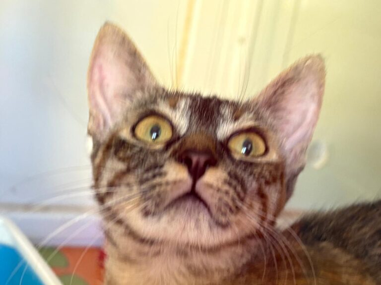 multimedia-foto94782-259-1