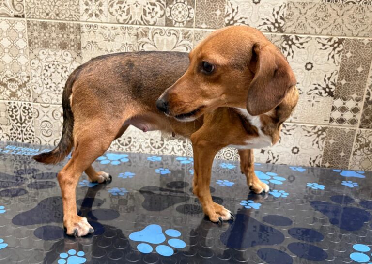 multimedia-foto94803-237-1