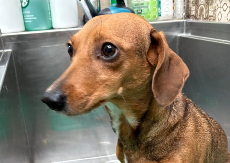 multimedia-foto94806-238-1