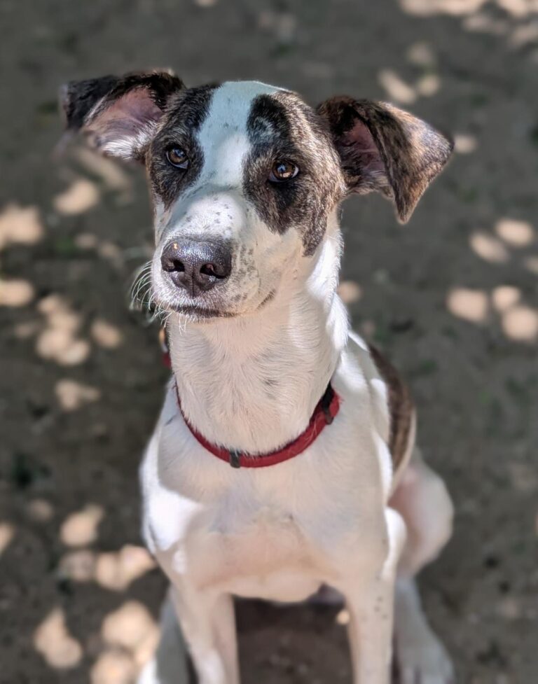 multimedia-foto94812-618-1