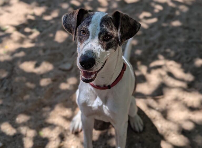 multimedia-foto94813-618-1