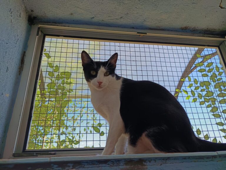 multimedia-foto94832-498-1