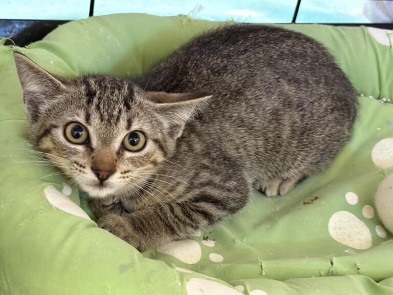 multimedia-foto94839-795-1