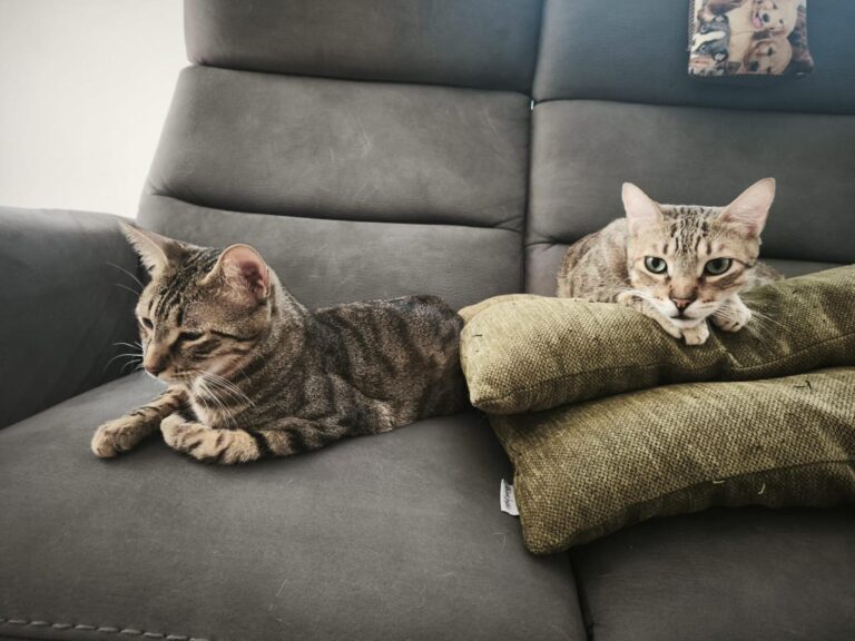 multimedia-foto94853-665-1