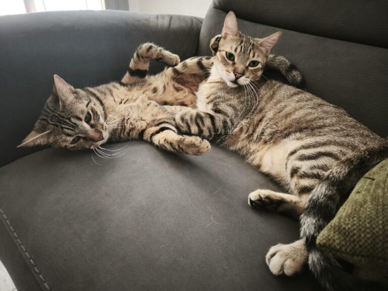 multimedia-foto94854-665-1