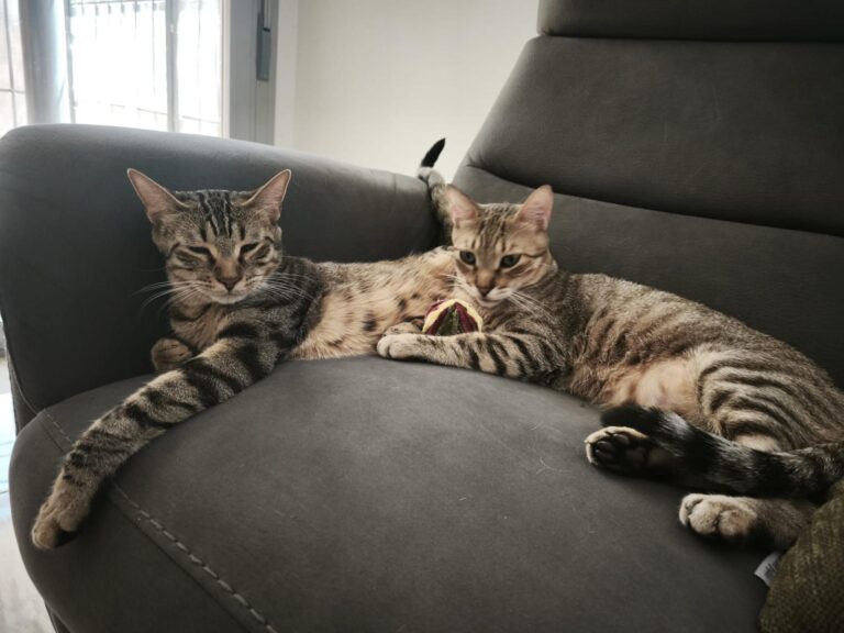 multimedia-foto94855-665-1