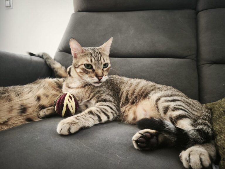 multimedia-foto94856-666-1