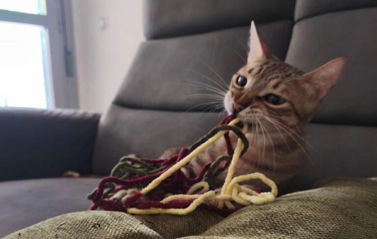 multimedia-foto94857-666-1