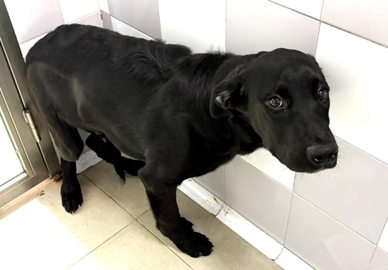 multimedia-foto94863-158-1