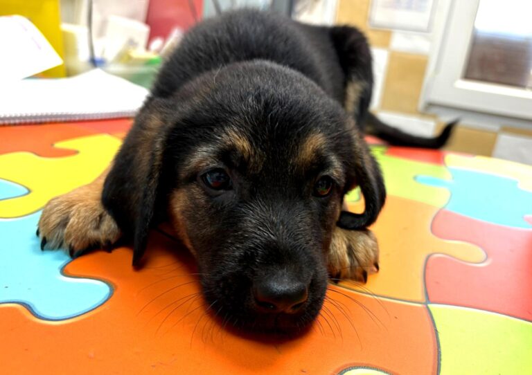 multimedia-foto94888-158-1