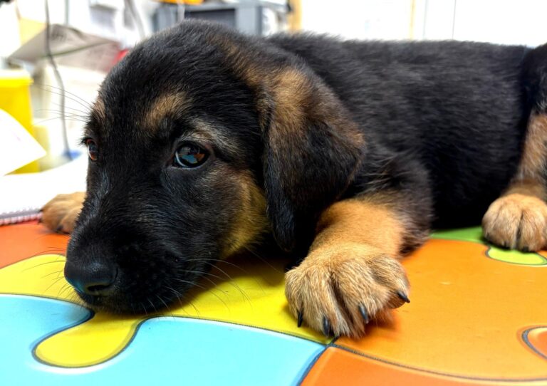 multimedia-foto94889-158-1