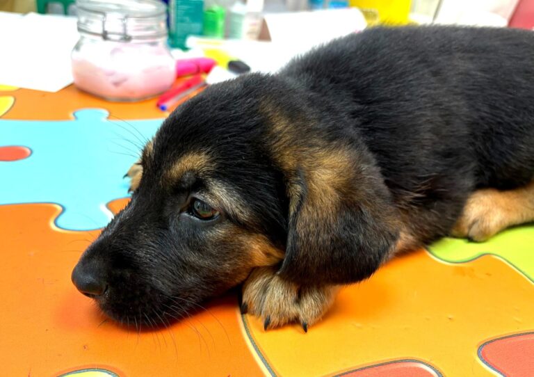 multimedia-foto94891-159-1