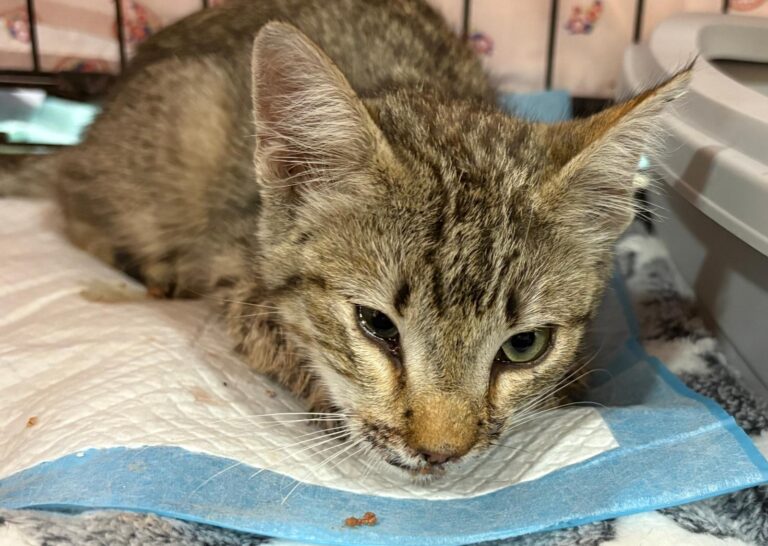 multimedia-foto94904-762-1