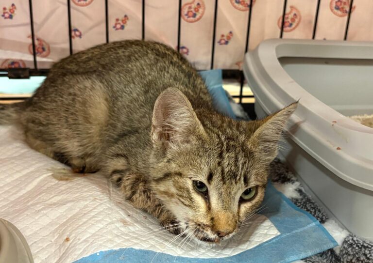 multimedia-foto94905-762-1