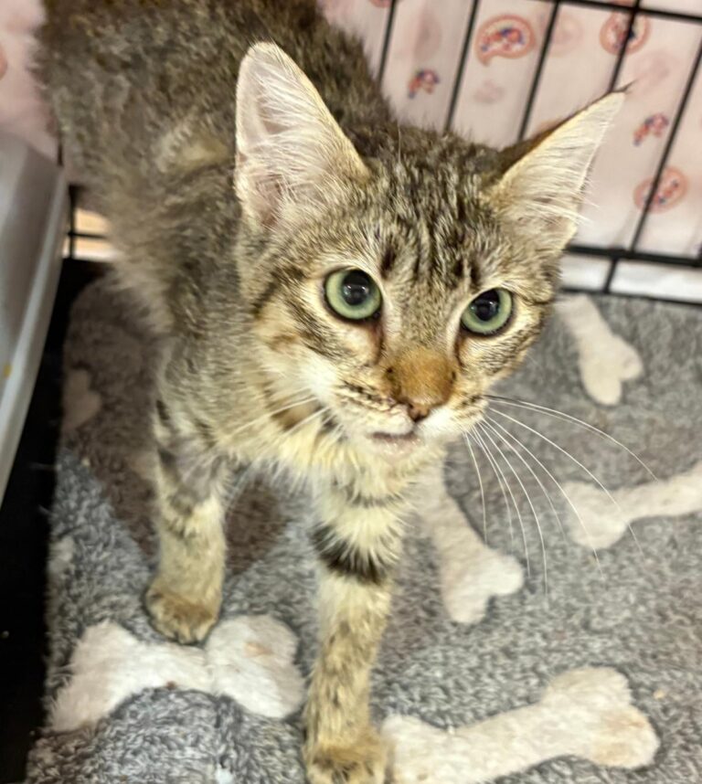 multimedia-foto94906-763-1