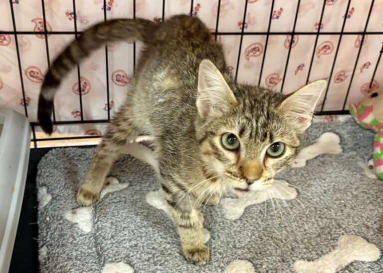 multimedia-foto94908-763-1