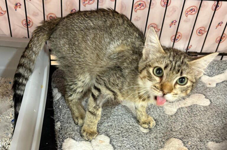 multimedia-foto94909-764-1