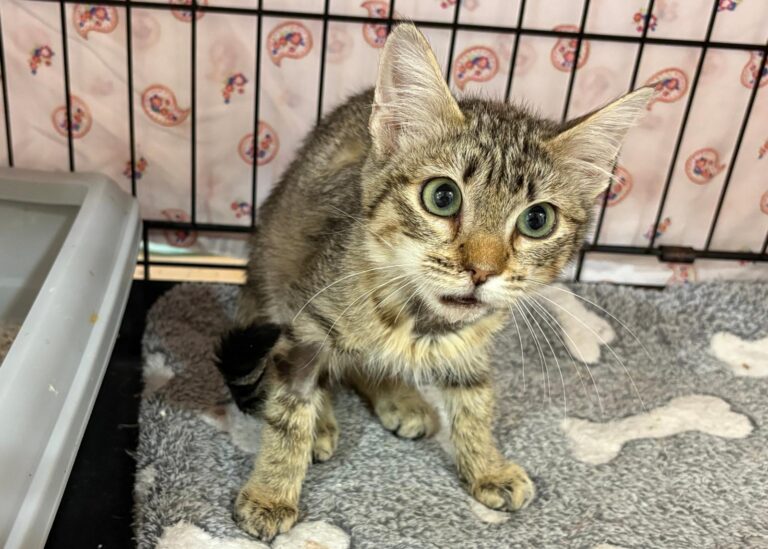 multimedia-foto94910-764-1