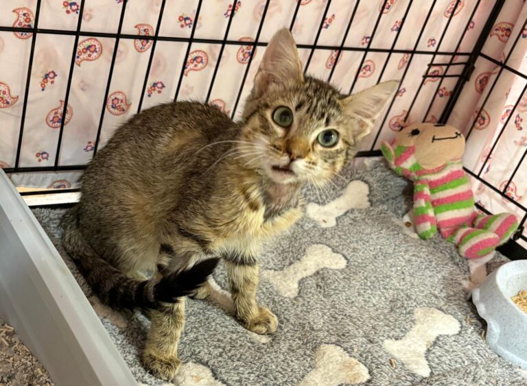 multimedia-foto94911-764-1