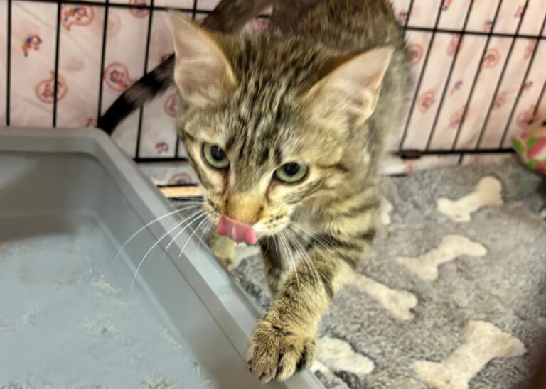 multimedia-foto94912-765-1