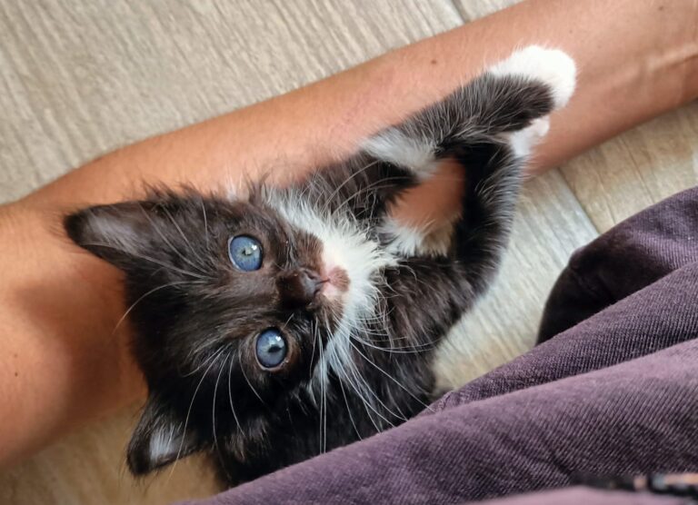 multimedia-foto94953-336-1