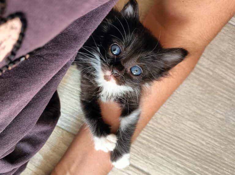 multimedia-foto94954-336-1