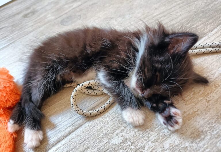 multimedia-foto94955-336-1