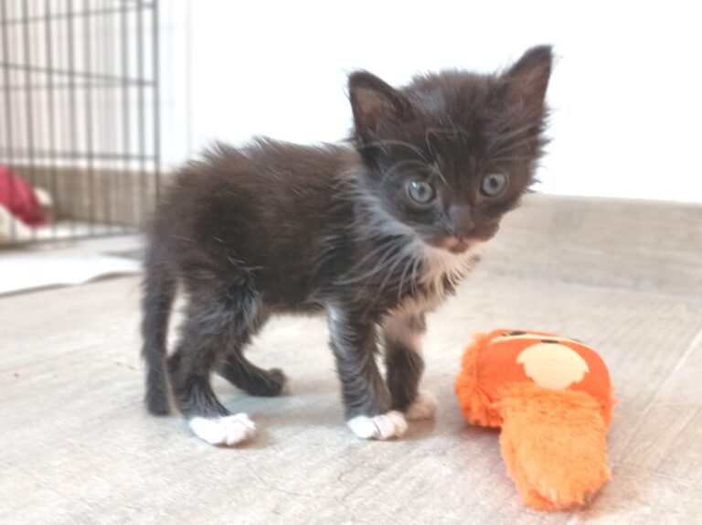 multimedia-foto94956-337-1