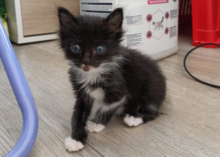 multimedia-foto94957-337-1