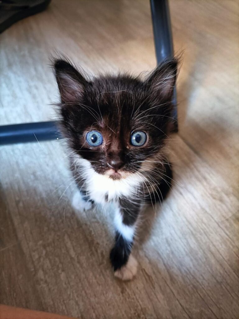 multimedia-foto94978-168-1