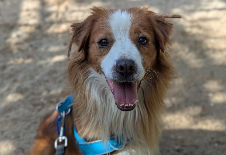 multimedia-foto94983-460-1