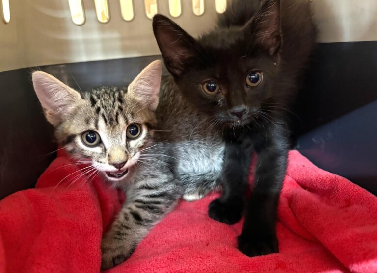 multimedia-foto94987-895-1