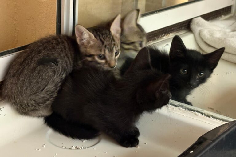 multimedia-foto94989-896-1