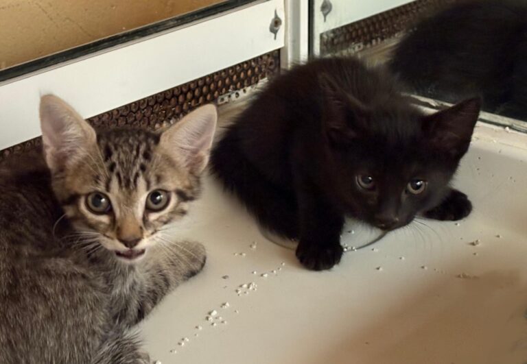 multimedia-foto94992-920-1