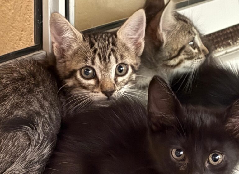 multimedia-foto94994-921-1