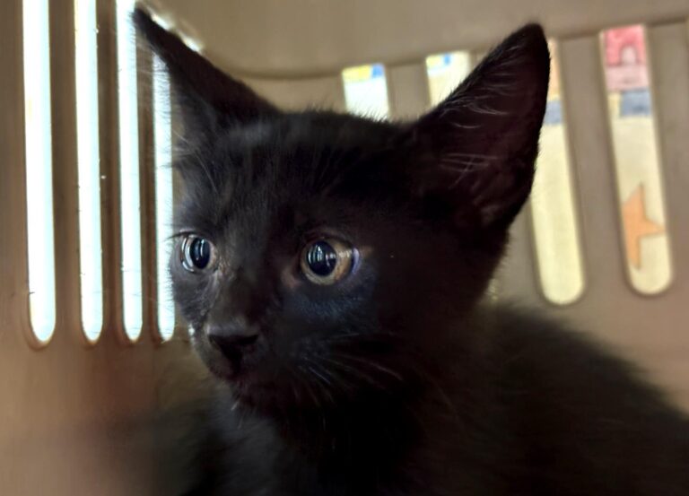 multimedia-foto94995-971-1