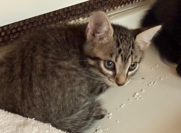 multimedia-foto94997-87-1