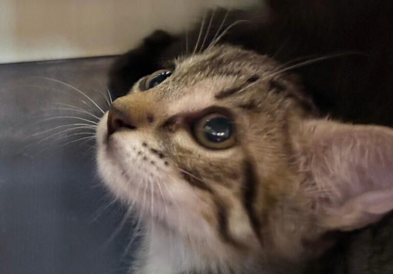 multimedia-foto94998-87-1