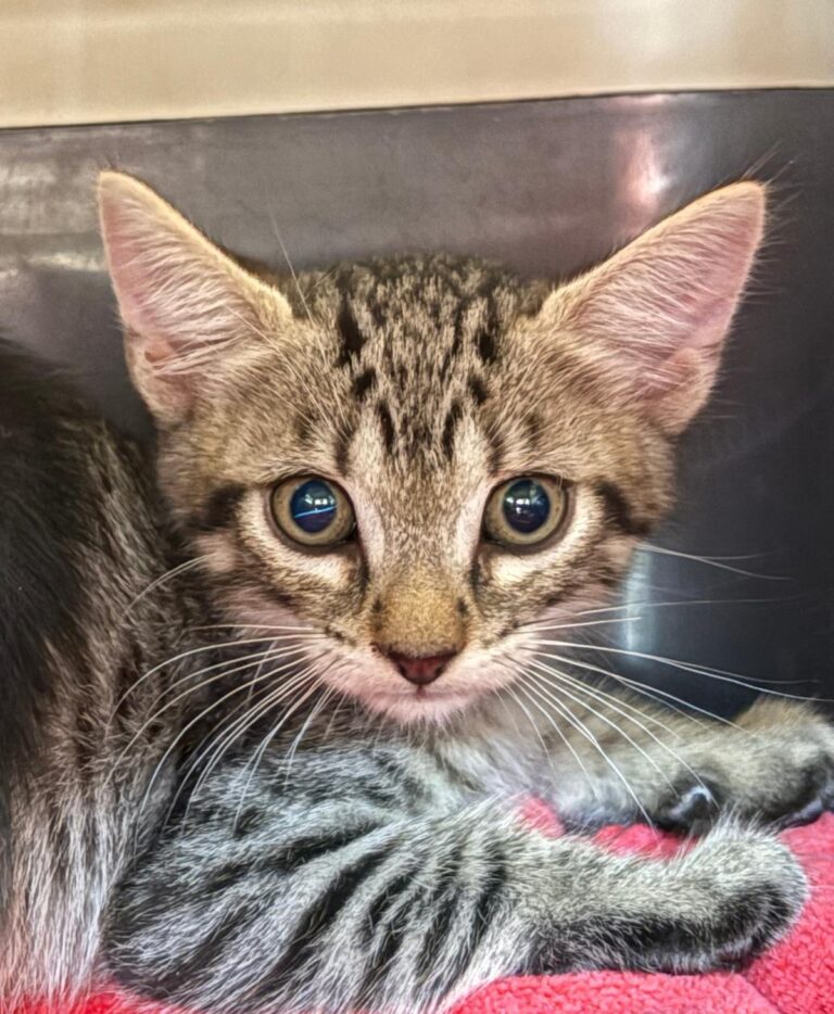 multimedia-foto94999-87-1