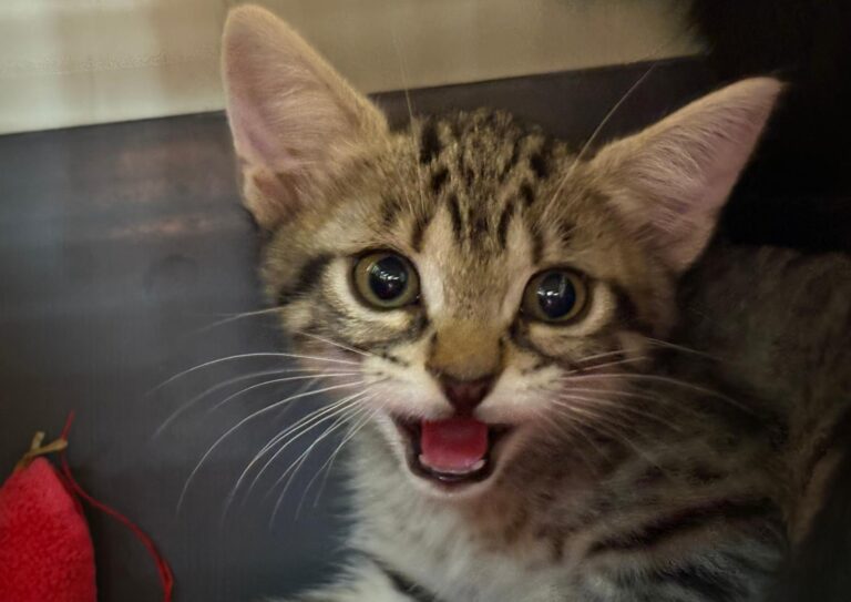 multimedia-foto95000-88-1