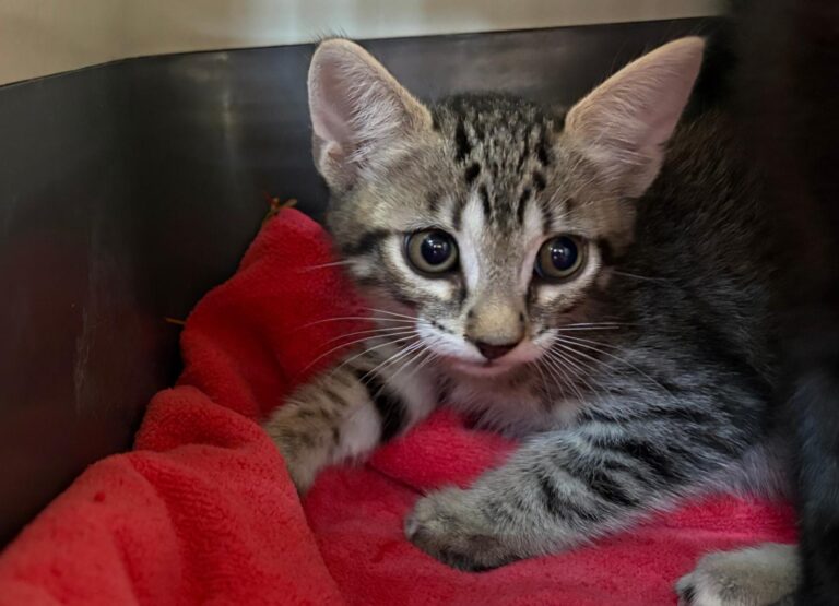 multimedia-foto95001-88-1