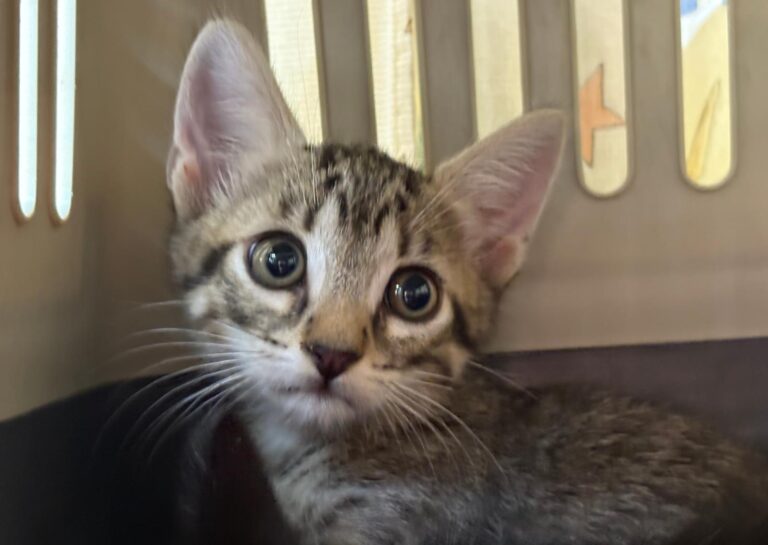 multimedia-foto95002-88-1