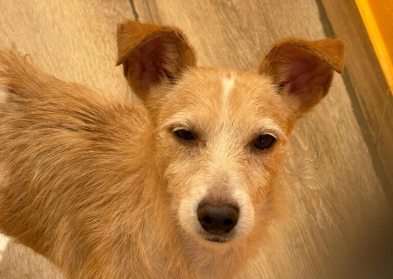 multimedia-foto95015-334-1