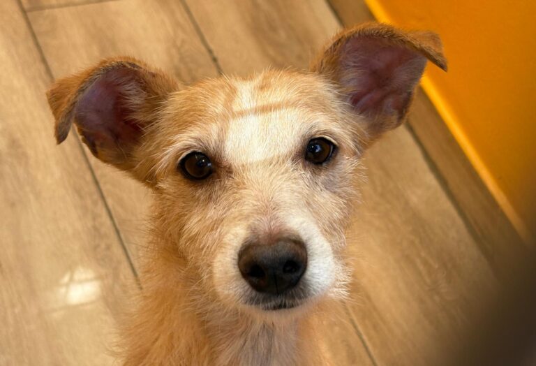 multimedia-foto95019-336-1