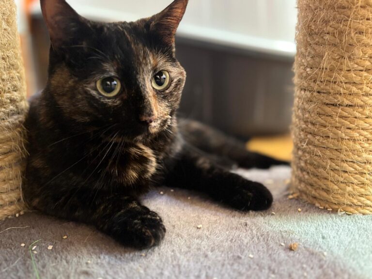 multimedia-foto95049-734-1