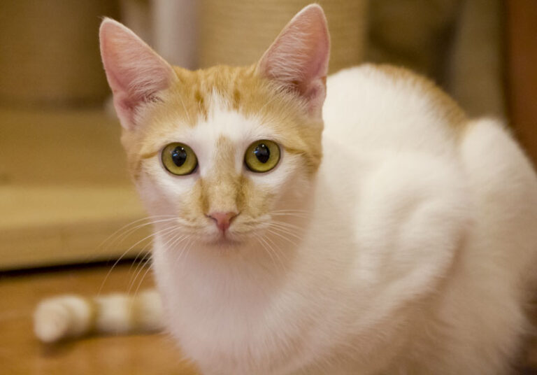 multimedia-foto95060-287-1