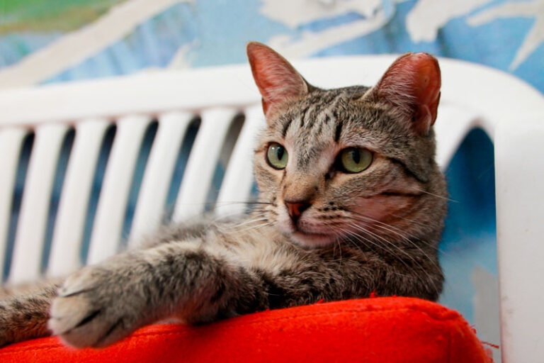 multimedia-foto95061-454-1