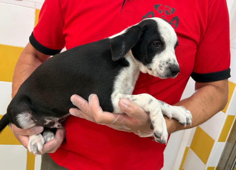 multimedia-foto95080-43-1